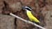 great kiskadee_1870