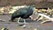 green ibis_3678