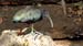 green ibis_3691