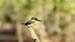 green kingfisher_2118