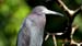 little blue heron_4817