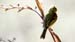 mountain elaenia_1829