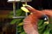 oropendola_4733