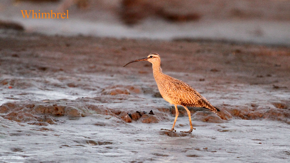 whimbrel_2331