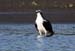 Osprey_2077
