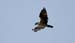 Osprey_2831