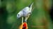palm tanager_3414