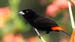 passerini tanager_3435