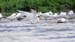 royal tern_4631