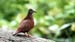 ruddy ground dove_2969