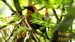 rufous motmot_3994