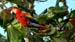 scarlet macaw_2784