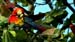 scarlet macaw_2791