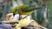 silver throated tanager_1149