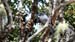 slaty flowerpiercer_1510