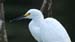 snowy egret_4440
