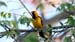 spot breasted oriole _1212