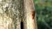 streak-headed woodcreeper_3355