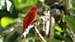 summer tanager_3449