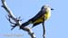 tropical kingbird_3456