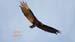 turkey vulture_2818