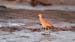 whimbrel_2331