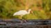 white ibis_2266