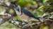 white-throated magpie jay_3184