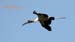 wood stork_1840