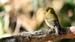 yellowish fly_1483