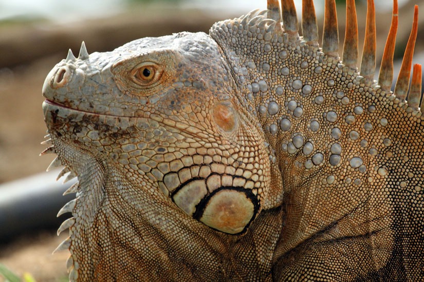 16_Iguana_23