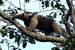 01_Northern tamandua (anteater)_41