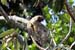 02_Three-toed sloth_03