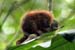 06_Mexican Hairy Porcupine_30