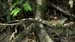 07_Iguana_24