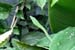 08_Green Vine Snake_10