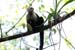 09_White-Faced Capuchin Monkey_05