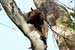 10_Northern tamandua (anteater)_22