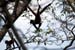 11_Spider Monkey_08