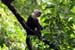 12_White-Faced Capuchin Monkey_07