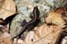 13_Whiptail_33