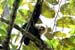 15_White-Faced Capuchin Monkey_46