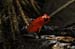 18_Poison Dart Frog_15