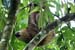 20_Three-toed sloth_02