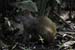 21_Agouti_2765