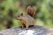 22_Variegated squirrel_11