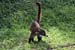 26_White-nosed Coati_27