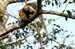 28_Northern tamandua (anteater)_29