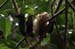29_White-Faced Capuchin Monkey_31