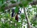 30_Spider Monkey_19